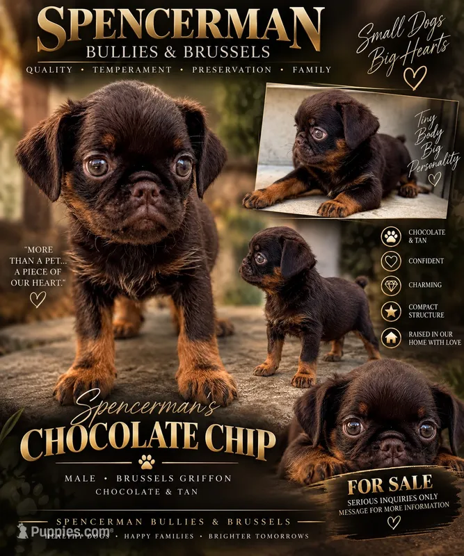 CHOCOLATE CHIP – Brussels Griffon puppy for sale in Bourbon, IN