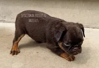 CHOCOLATE CHIP, a male Brussels Griffon for sale in Bourbon, IN – 2 of 6
