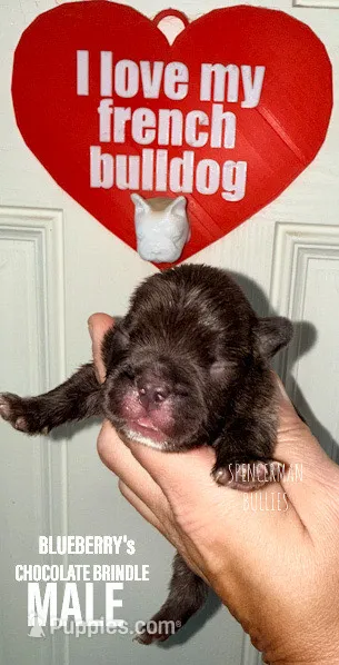 Chocolate Brindle – French Bulldog puppy for sale in Bourbon, IN