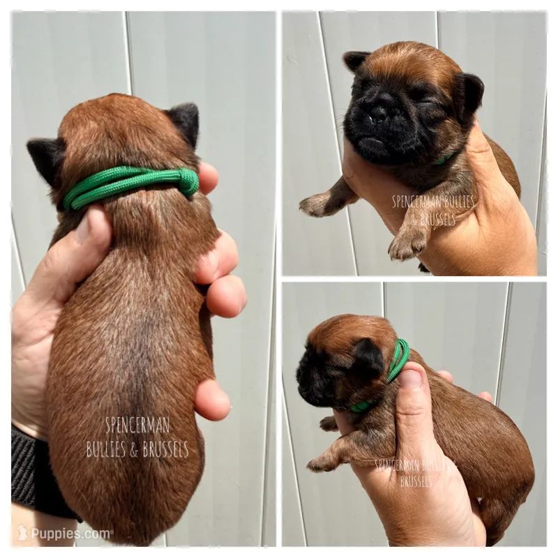 Green Collar  – Brussels Griffon puppy for sale in Bourbon, IN