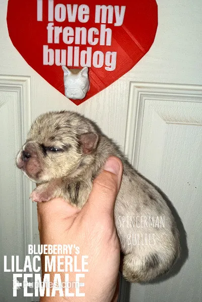 Lilac Merle  – French Bulldog puppy for sale in Bourbon, IN