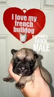 Fawn, a male French Bulldog for sale in Bourbon, IN – 3 of 4