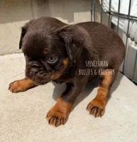 Teddy Bear, a male Brussels Griffon for sale in Bourbon, IN – 7 of 7