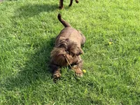 Copper, a female Brussels Griffon for sale in Bourbon, IN – 4 of 7