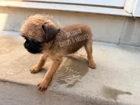 Red, a male Brussels Griffon for sale in Bourbon, IN – 4 of 6
