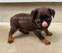 CHOCOLATE CHIP, a male Brussels Griffon for sale in Bourbon, IN – 3 of 6
