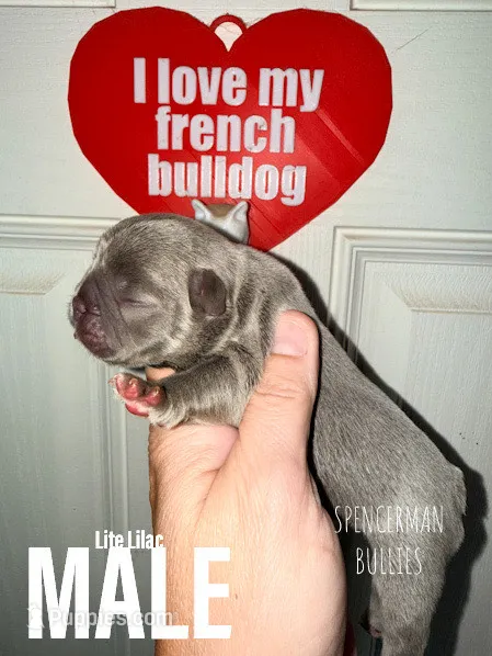 Lilac  – French Bulldog puppy for sale in Bourbon, IN
