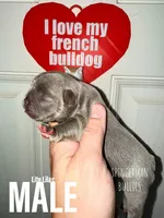 Lilac , a male French Bulldog for sale in Bourbon, IN – 1 of 4