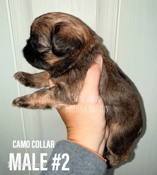 Make #2 – Brussels Griffon puppy for sale in Bourbon, IN