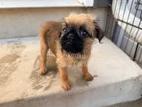 Red, a male Brussels Griffon for sale in Bourbon, IN – 2 of 6
