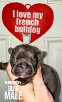 BLUE, a male French Bulldog for sale in Bourbon, IN – 2 of 4