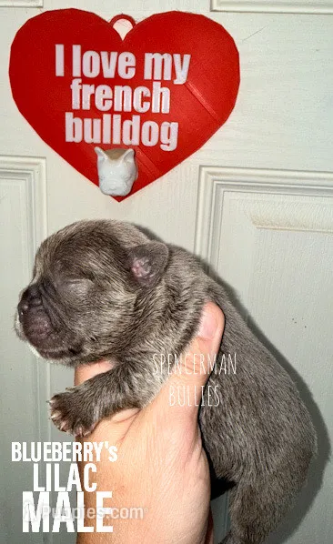 Lilac  – French Bulldog puppy for sale in Bourbon, IN