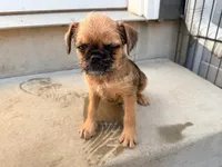 Designer Earl the Merle , a male Brussels Griffon for sale in Bourbon, IN – 8 of 9