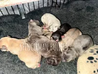 Chocolate Fawn, a male French Bulldog for sale in Bourbon, IN – 2 of 4