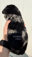 Black and tan Merle, a female Brussels Griffon for sale in Bourbon, IN – 2 of 6