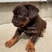 Teddy Bear, a male Brussels Griffon for sale in Bourbon, IN – 5 of 7