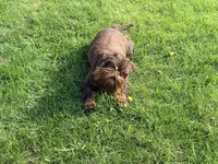 Copper, a female Brussels Griffon for sale in Bourbon, IN – 3 of 7