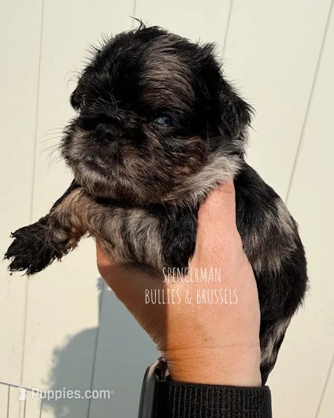 Black and tan Merle – Brussels Griffon puppy for sale in Bourbon, IN