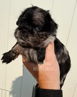 Black and tan Merle, a female Brussels Griffon for sale in Bourbon, IN – 1 of 6