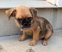 Designer Earl the Merle , a male Brussels Griffon for sale in Bourbon, IN – 7 of 9