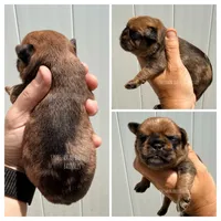 Belge. Merle, a male Brussels Griffon for sale in Bourbon, IN – 1 of 3