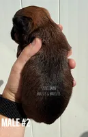 Make #2, a male Brussels Griffon for sale in Bourbon, IN – 2 of 5