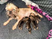 Male #1, a male Brussels Griffon for sale in Bourbon, IN – 4 of 5