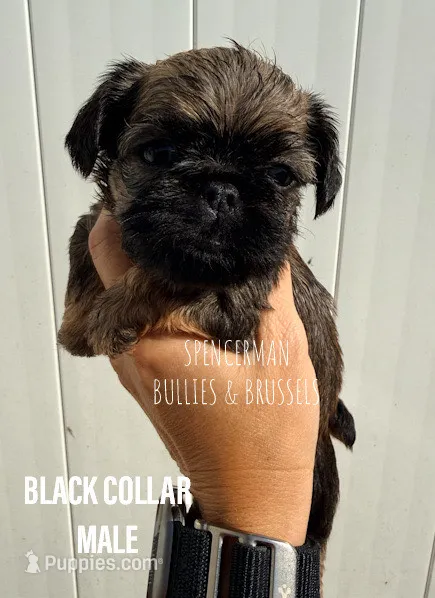 Male #1 – Brussels Griffon puppy for sale in Bourbon, IN