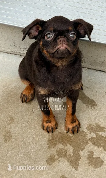 CHOCOLATE CHIP – Brussels Griffon puppy for sale in Bourbon, IN