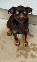 CHOCOLATE CHIP, a male Brussels Griffon for sale in Bourbon, IN – 1 of 6
