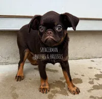 CHOCOLATE CHIP, a male Brussels Griffon for sale in Bourbon, IN – 5 of 6