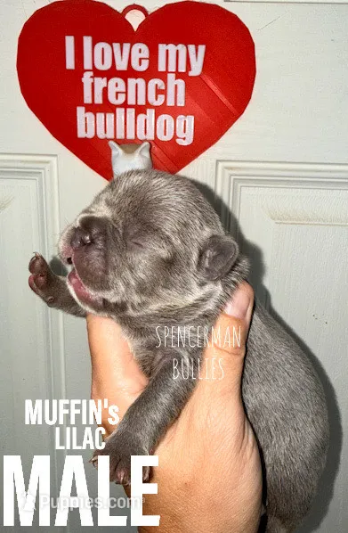 Lilac – French Bulldog puppy for sale in Bourbon, IN
