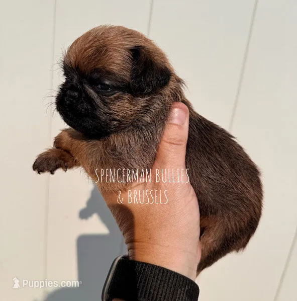 Red – Brussels Griffon puppy for sale in Bourbon, IN