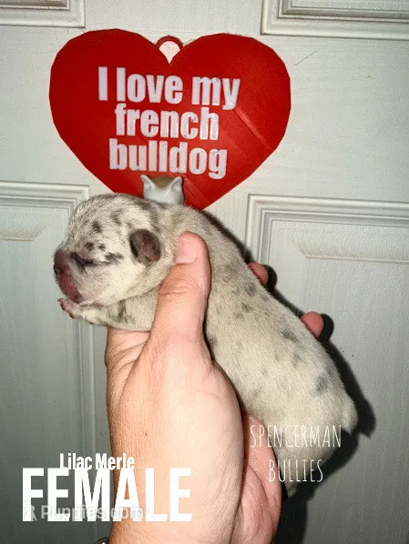 Lilac Merle  – French Bulldog puppy for sale in Bourbon, IN