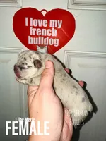 Lilac Merle , a female French Bulldog for sale in Bourbon, IN – 1 of 4