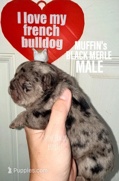 Black Merle – French Bulldog puppy for sale in Bourbon, IN
