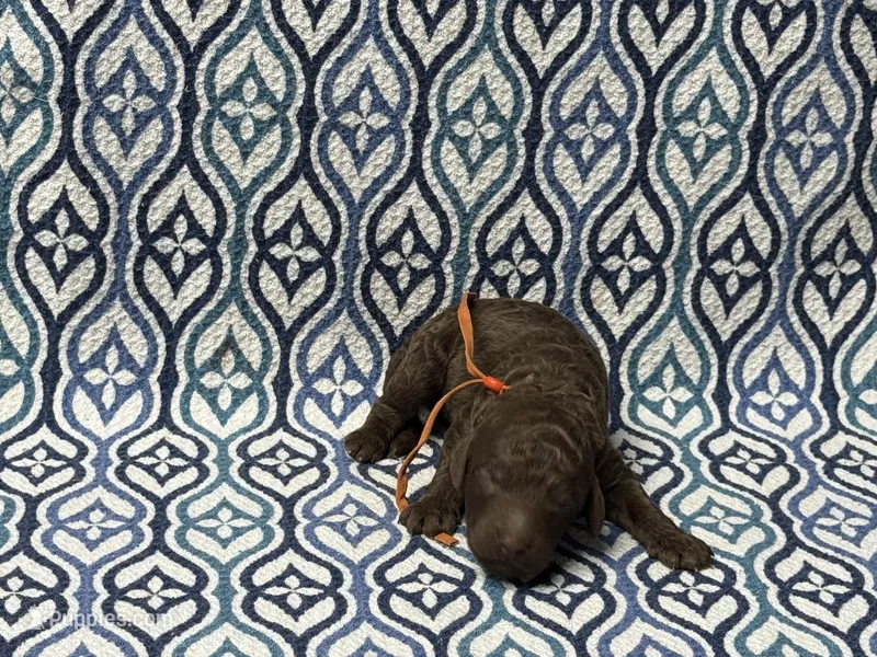 Wyn – Poodle - Standard  puppy for sale in Chesapeake, VA