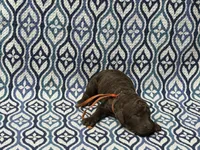 Wyn, a male Poodle - Standard  for sale in Chesapeake, VA – Photo 3 of 3