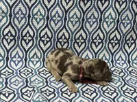 Fain, a male Poodle - Standard  for sale in Chesapeake, VA – Photo 5 of 5