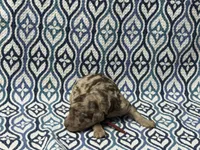 Fain, a male Poodle - Standard  for sale in Chesapeake, VA – Photo 3 of 5