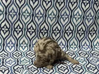 Fain, a male Poodle - Standard  for sale in Chesapeake, VA – Photo 4 of 5