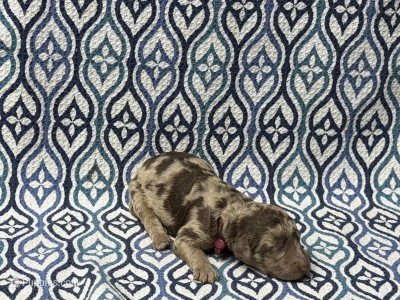 Fain – Poodle - Standard  puppy for sale in Chesapeake, VA