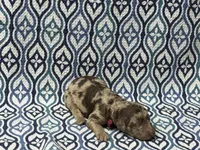 Fain, a male Poodle - Standard  for sale in Chesapeake, VA – Photo 1 of 5