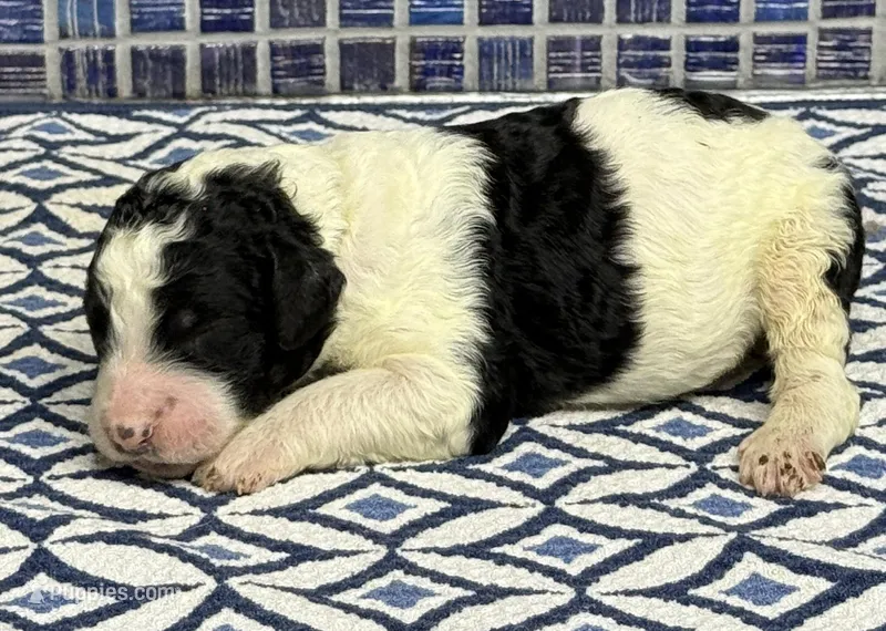 Ewan – Poodle - Multi-Colored Standard puppy for sale in Chesapeake, VA