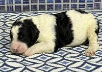 Ewan, a male Poodle - Multi-Colored Standard for sale in Chesapeake, VA – Photo 1 of 2