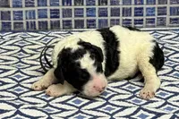 Ewan, a male Poodle - Multi-Colored Standard for sale in Chesapeake, VA – Photo 2 of 2