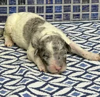 Zephyrus , a male Poodle - Multi-Colored Standard for sale in Chesapeake, VA – Photo 2 of 2