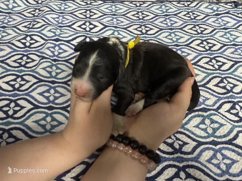 Peter, a male Sheepadoodle for sale in Chesapeake, VA – Photo 1 of 1