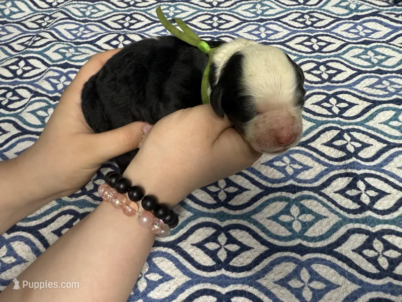 Bugsey – Sheepadoodle puppy for sale in Chesapeake, VA