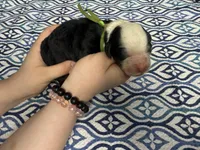 Bugsey, a male Sheepadoodle for sale in Chesapeake, VA – 1 of 1